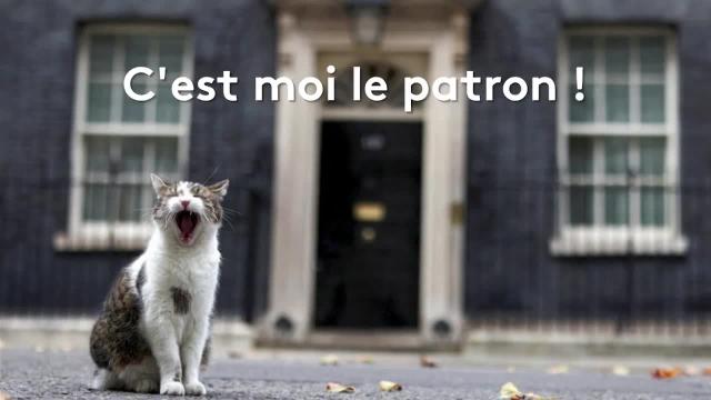 Insolite A Londres Le Chat Larry Est La Star Du 10 Downing Street